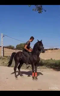 اسب.اسب کرد.کاوه شمس