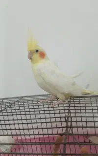 عروس هلندی فروشی