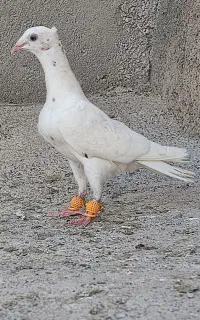 چندجفت کفتر جغتگاه و هوایی