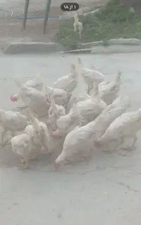 مرغ وخروس محلی