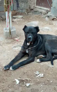 سگ گله ای