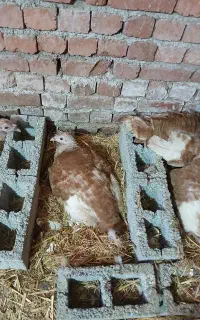 بوقلمون کورچ موجوده