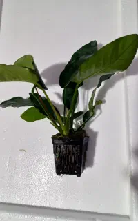 گیاه آکواریومی