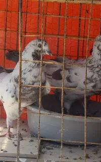 کفتر یا کبوتر