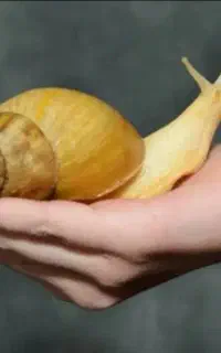 حلزون آچاتینا ، فوری ، رایگان