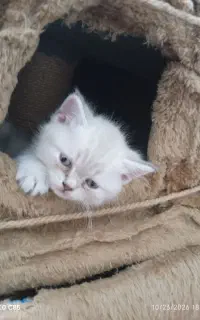 بچه گربه بریتیش