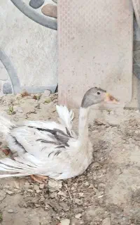 غاز