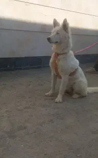 سگ هاسکی