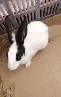 خرگوش