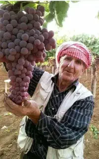 39 رقم مختلف انگور و گردو و نهال بادام مناسب زنجان