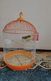 طوطی برزیلی