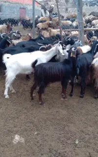 ۲۵راس بز دورگه پاکستانی