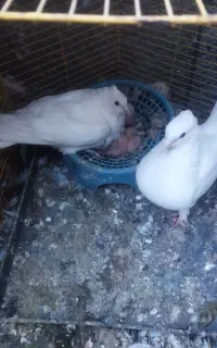 مرغ عشق وکبوتر.لنده