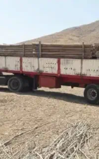 خرید انواع چوب و درخت