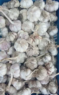 سیر درجه یک