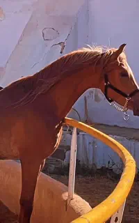اسب دوسر عرب کنز