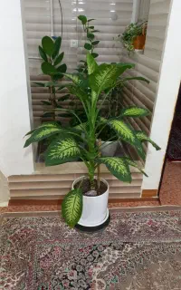گل دیفن باخیا