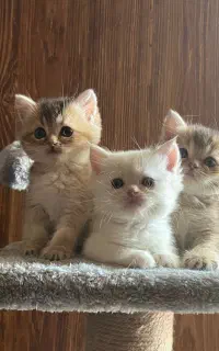 بریتیش گربه