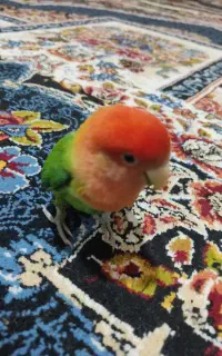باسلام خدمت دوستان عزیز یک عدد طوطی نر سالم