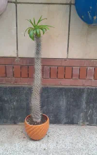 نخل ماداگاسکار