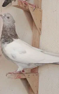 سینه سوسنی ماده گوک سبز نر
