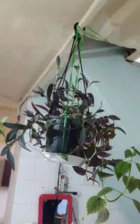 فروش گل با گلدون فقط ۱۳۵ تومن