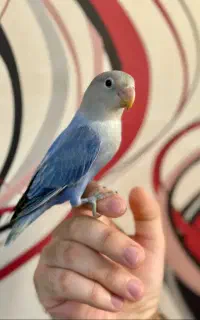 کوتوله فول اهلی با قفس