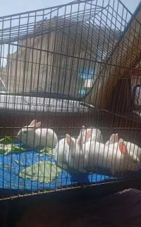 بچه خرگوش سفید