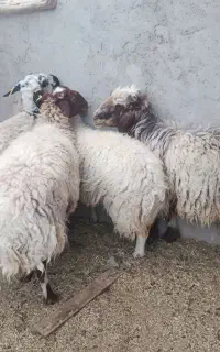 میش چاق