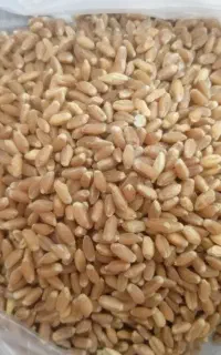 گندم