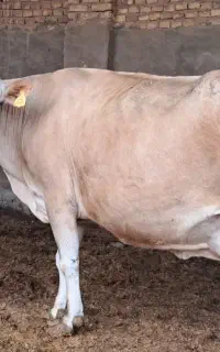 گاو جرزی اصل خالص آبستن سنگین۸ماهه یزدبلواراستقلال