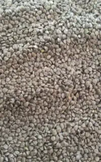 فروش مروک دانه گیاه دارویی