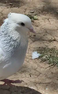 طوق الماسی نر