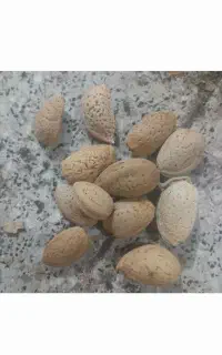 یک تن و دوبیست کیلو بادام سنگی