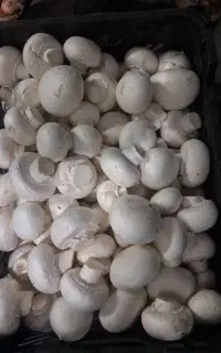 قارچ خوش خوراک