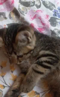 گربه دوماهه