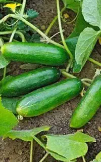 کارگرروزمزدخیارچین
