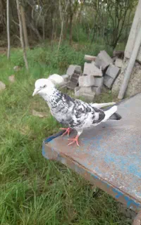 کبوتر نر