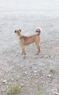 فروشی سگ نگهبان