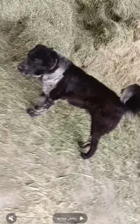 سگ.