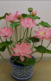 بزر گل