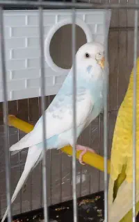 مرغ عشق گم شده