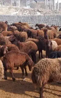 فروش 40 راس گوسفند داشتی و مولد