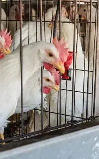 فروش مرغ تخمگذار صنعتی - آموزش و یکسال پشتیبانی