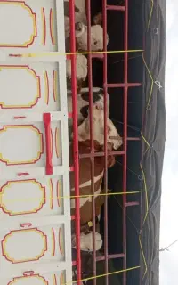 ماشاالله ماشاالله