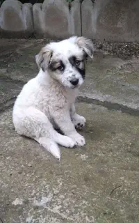 توله سگ بانمک و باهوش