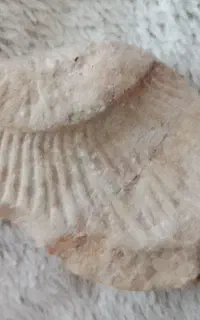 سنگ فسیل عتیقه