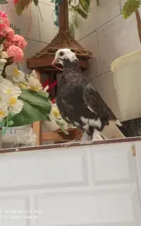 کبوتر تلسکپی