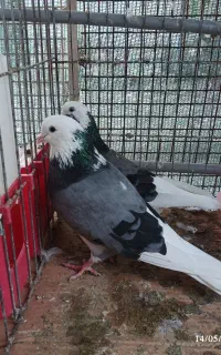 کبوترها یکجاه به فروش میرسد