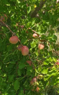 زردآلو درجه ۱ سایز درشت